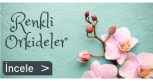Orkideler